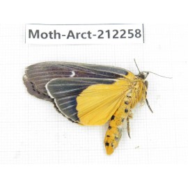 Arctiidae sp. China, Guizhou, Qiandongnan, Rongjiang county. 1Pcs. Moth-Arct-212258.