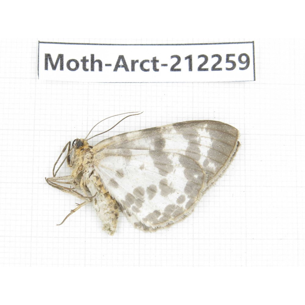 Arctiidae sp. China, Guizhou, Qiandongnan, Rongjiang county. 1Pcs. Moth-Arct-212259.