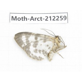 Arctiidae sp. China, Guizhou, Qiandongnan, Rongjiang county. 1Pcs. Moth-Arct-212259.