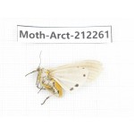 Arctiidae sp. China, Guizhou, Qiandongnan, Rongjiang county. 1Pcs. Moth-Arct-212261.