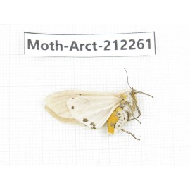 Arctiidae sp. China, Guizhou, Qiandongnan, Rongjiang county. 1Pcs. Moth-Arct-212261.