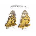 Arctiidae sp. China, Guizhou, Tongren, Mt.Fanjingshan. 2Pcs. Moth-Arct-211981.