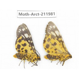 Arctiidae sp. China, Guizhou, Tongren, Mt.Fanjingshan. 2Pcs. Moth-Arct-211981.