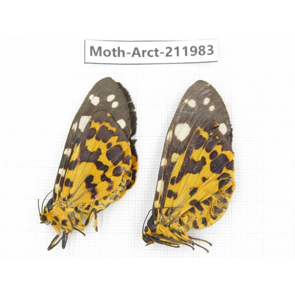 Arctiidae sp. China, Guizhou, Tongren, Mt.Fanjingshan. 2Pcs. Moth-Arct-211983.