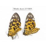 Arctiidae sp. China, Guizhou, Tongren, Mt.Fanjingshan. 2Pcs. Moth-Arct-211984.
