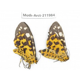 Arctiidae sp. China, Guizhou, Tongren, Mt.Fanjingshan. 2Pcs. Moth-Arct-211984.