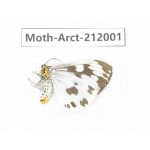 Arctiidae sp. China, Guizhou, Tongren, Mt.Fanjingshan. 1Pcs. Moth-Arct-212001.