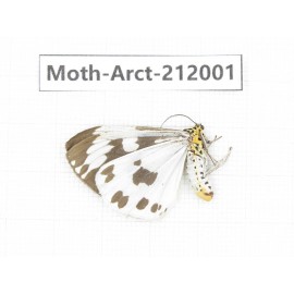 Arctiidae sp. China, Guizhou, Tongren, Mt.Fanjingshan. 1Pcs. Moth-Arct-212001.