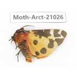 Arctiidae sp. China, Heilongjiang, Jiamusi. 1Pcs. Moth-Arct-21026.