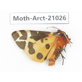 Arctiidae sp. China, Heilongjiang, Jiamusi. 1Pcs. Moth-Arct-21026.