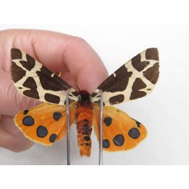 Arctiidae sp. China, Heilongjiang, Jiamusi. 1Pcs. Moth-Arct-21026.