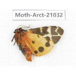 Arctiidae sp. China, Heilongjiang, Jiamusi. 1Pcs. Moth-Arct-21032.