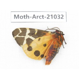 Arctiidae sp. China, Heilongjiang, Jiamusi. 1Pcs. Moth-Arct-21032.