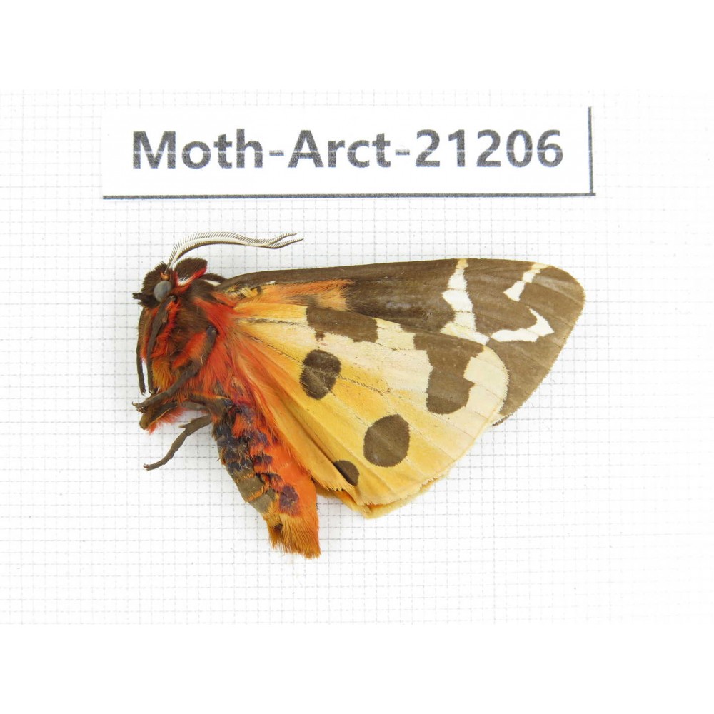 Arctiidae sp. China, Heilongjiang, Jiamusi. 1Pcs. Moth-Arct-21206.