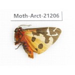 Arctiidae sp. China, Heilongjiang, Jiamusi. 1Pcs. Moth-Arct-21206.