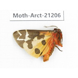 Arctiidae sp. China, Heilongjiang, Jiamusi. 1Pcs. Moth-Arct-21206.