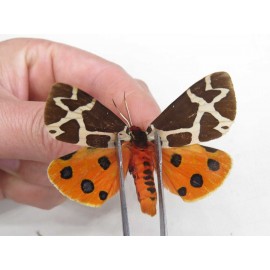 Arctiidae sp. China, Heilongjiang, Jiamusi. 1Pcs. Moth-Arct-21206.