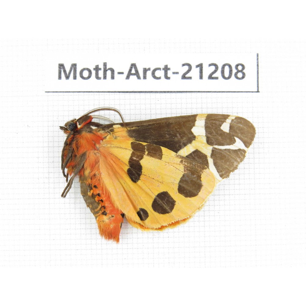 Arctiidae sp. China, Heilongjiang, Jiamusi. 1Pcs. Moth-Arct-21208.