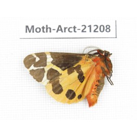 Arctiidae sp. China, Heilongjiang, Jiamusi. 1Pcs. Moth-Arct-21208.