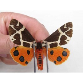 Arctiidae sp. China, Heilongjiang, Jiamusi. 1Pcs. Moth-Arct-21208.