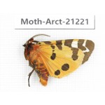 Arctiidae sp. China, Heilongjiang, Jiamusi. 1Pcs. Moth-Arct-21221.