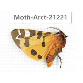 Arctiidae sp. China, Heilongjiang, Jiamusi. 1Pcs. Moth-Arct-21221.