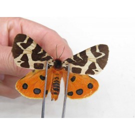 Arctiidae sp. China, Heilongjiang, Jiamusi. 1Pcs. Moth-Arct-21221.