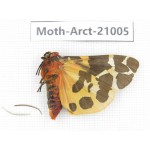 Arctiidae sp. China, Heilongjiang, Jiamusi. 1M. Moth-Arct-21005