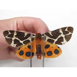 Arctiidae sp. China, Heilongjiang, Jiamusi. 1M. Moth-Arct-21005