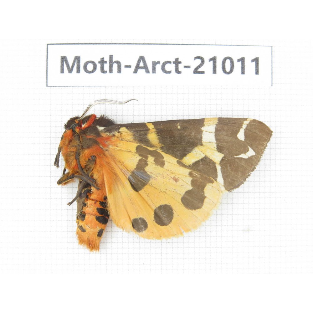 Arctiidae sp. China, Heilongjiang, Jiamusi. 1M. Moth-Arct-21011