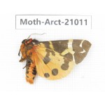 Arctiidae sp. China, Heilongjiang, Jiamusi. 1M. Moth-Arct-21011
