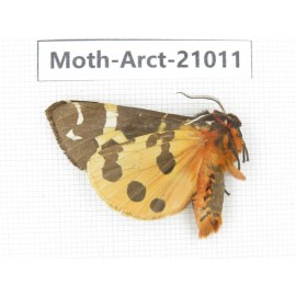 Arctiidae sp. China, Heilongjiang, Jiamusi. 1M. Moth-Arct-21011