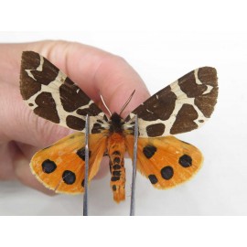 Arctiidae sp. China, Heilongjiang, Jiamusi. 1M. Moth-Arct-21011
