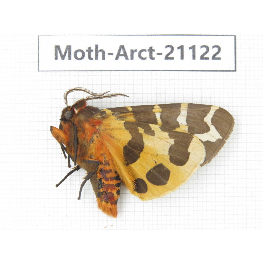 Arctiidae sp. China, Heilongjiang, Jiamusi. 1M. Moth-Arct-21022