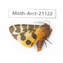 Arctiidae sp. China, Heilongjiang, Jiamusi. 1M. Moth-Arct-21022