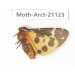 Arctiidae sp. China, Heilongjiang, Jiamusi. 1M. Moth-Arct-21023
