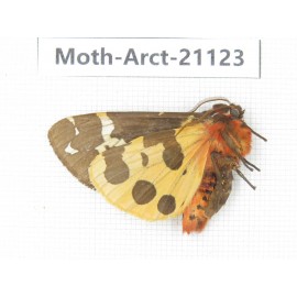 Arctiidae sp. China, Heilongjiang, Jiamusi. 1M. Moth-Arct-21023