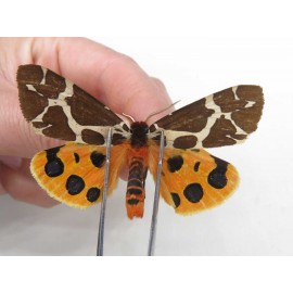 Arctiidae sp. China, Heilongjiang, Jiamusi. 1M. Moth-Arct-21023
