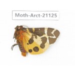 Arctiidae sp. China, Heilongjiang, Jiamusi. 1M. Moth-Arct-21025