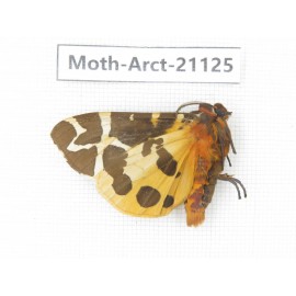 Arctiidae sp. China, Heilongjiang, Jiamusi. 1M. Moth-Arct-21025