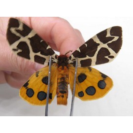 Arctiidae sp. China, Heilongjiang, Jiamusi. 1M. Moth-Arct-21025