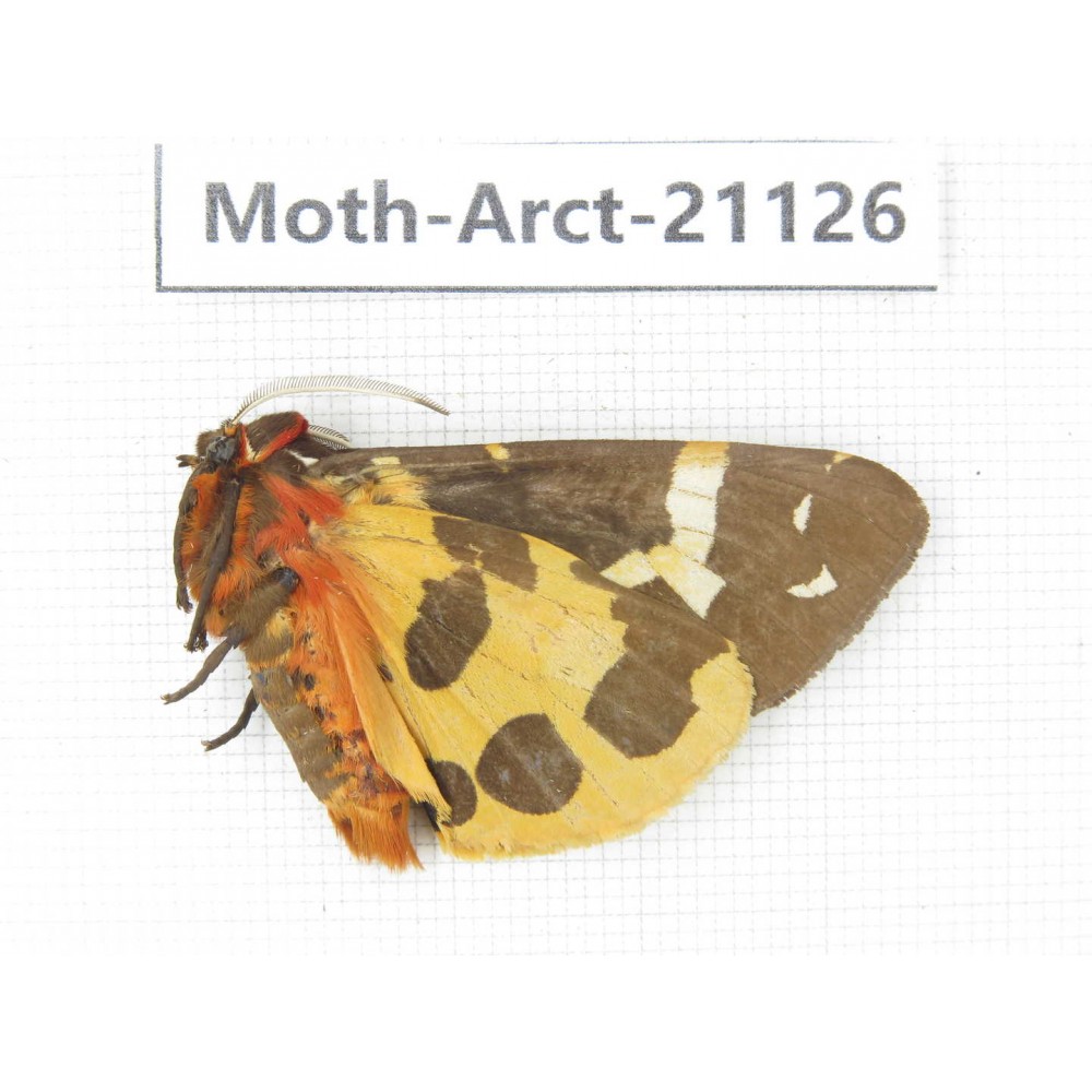 Arctiidae sp. China, Heilongjiang, Jiamusi. 1M. Moth-Arct-21126