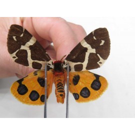 Arctiidae sp. China, Heilongjiang, Jiamusi. 1M. Moth-Arct-21126
