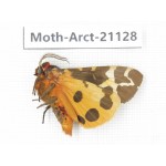 Arctiidae sp. China, Heilongjiang, Jiamusi. 1M. Moth-Arct-21028