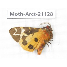Arctiidae sp. China, Heilongjiang, Jiamusi. 1M. Moth-Arct-21028