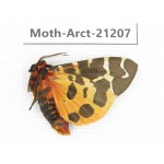 Arctiidae sp. China, Heilongjiang, Jiamusi. 1M. Moth-Arct-21207