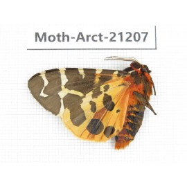 Arctiidae sp. China, Heilongjiang, Jiamusi. 1M. Moth-Arct-21207
