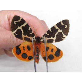 Arctiidae sp. China, Heilongjiang, Jiamusi. 1M. Moth-Arct-21207