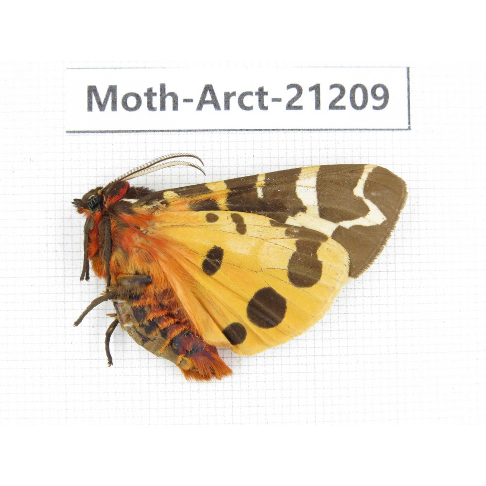Arctiidae sp. China, Heilongjiang, Jiamusi. 1M. Moth-Arct-21209