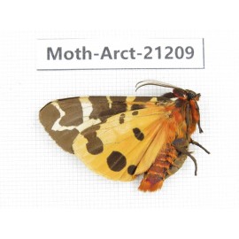 Arctiidae sp. China, Heilongjiang, Jiamusi. 1M. Moth-Arct-21209